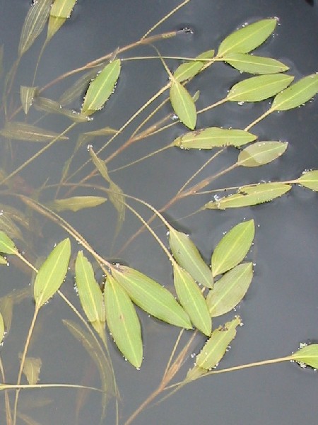 Vodn rastliny plvajce obr 5